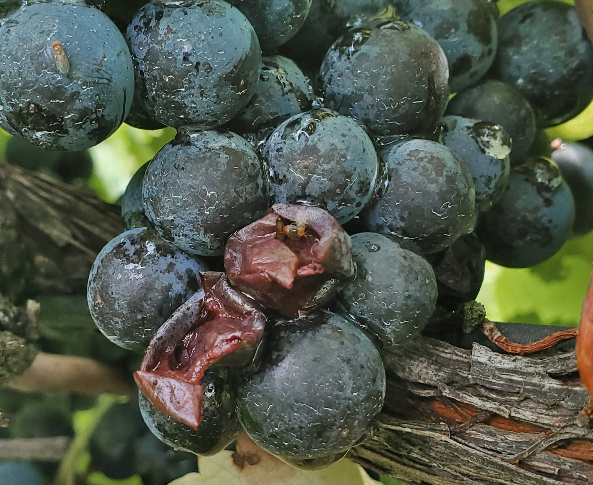 Vinegar fly damage to grape
